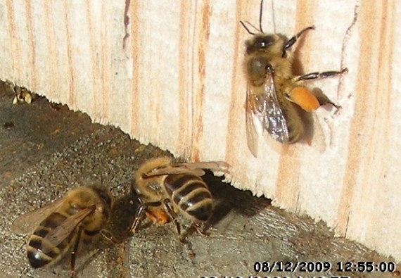 Formation des nouvelles générations d'éleveurs d'abeilles